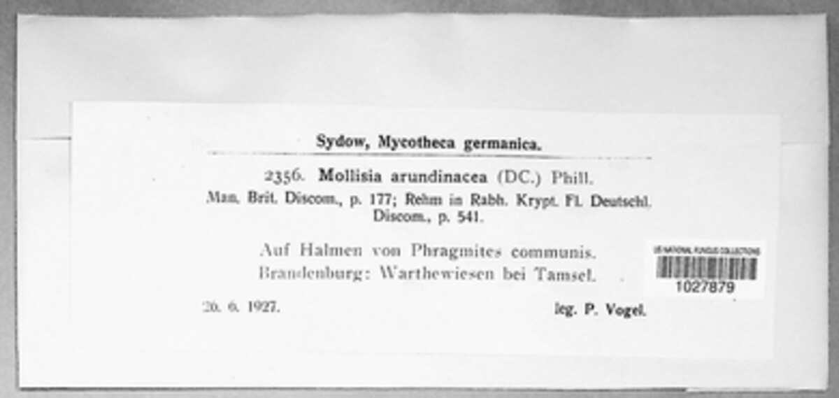 Pyrenopeziza arundinacea image